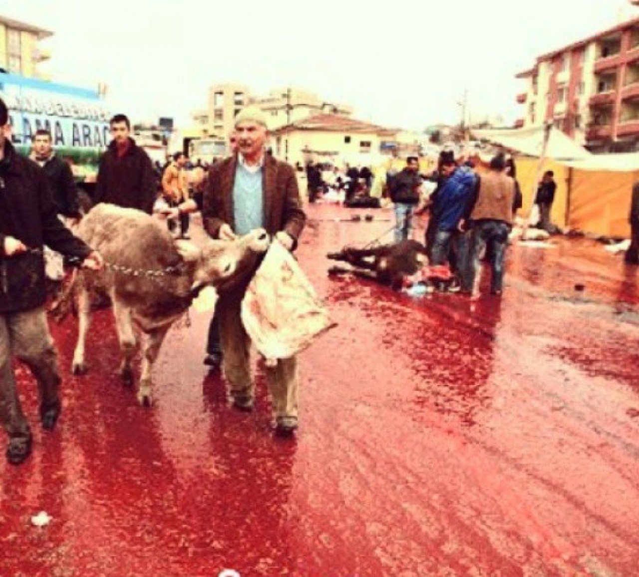 KURBAN BAYRAMI MANZARALARI 1