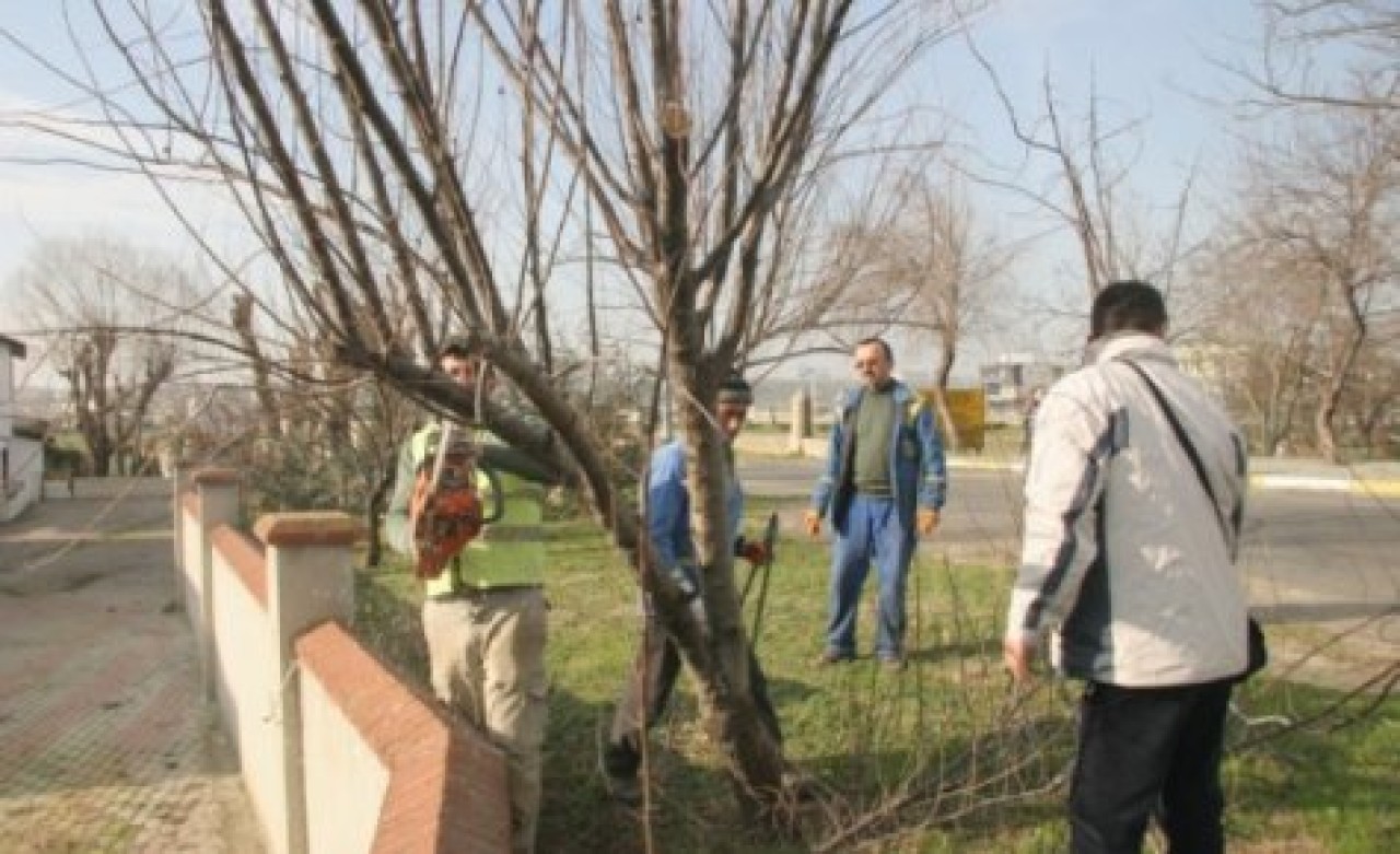 Ağaçlar budanıyor