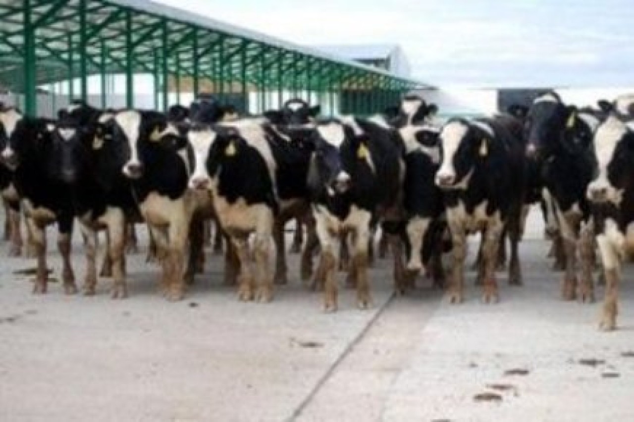 ABD'den ithal bin 300 Holstein Konya'ya getirildi