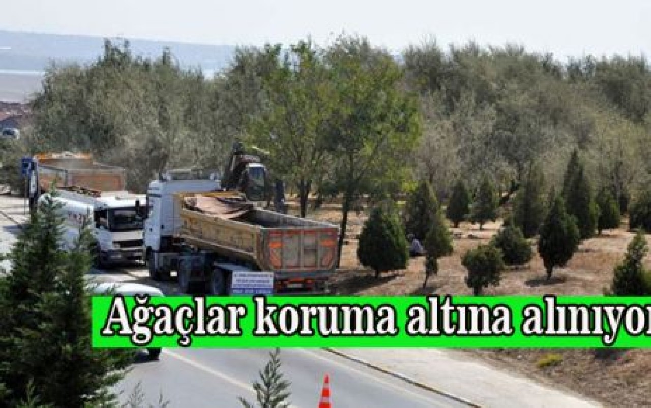 Ağaçlar koruma altına alınıyor