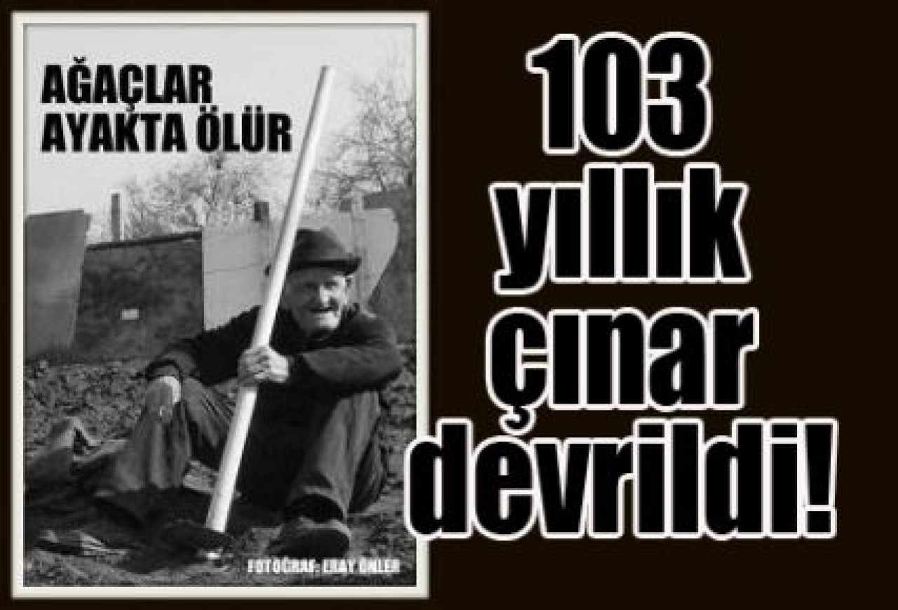 Çatalca'nın 103 yıllık çınarı devrildi!