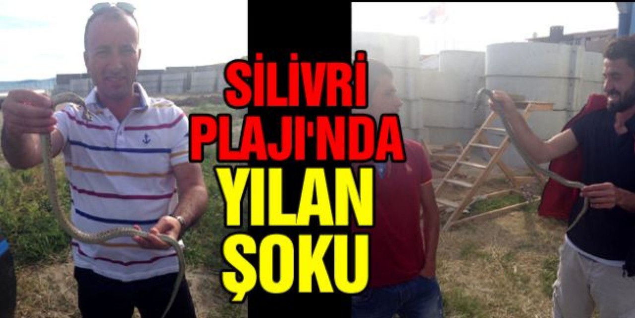 Silivri'de yılan yakaladılar...