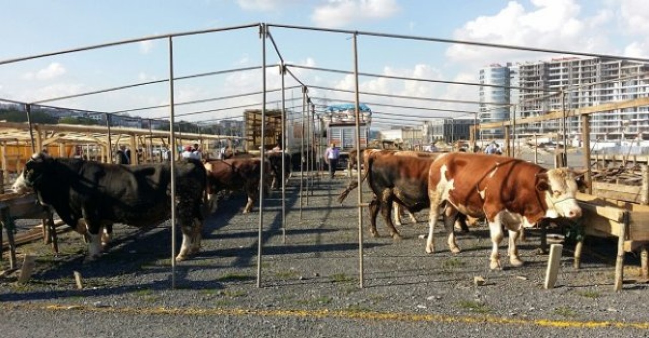 Kurban keseceklere önemli uyarı!