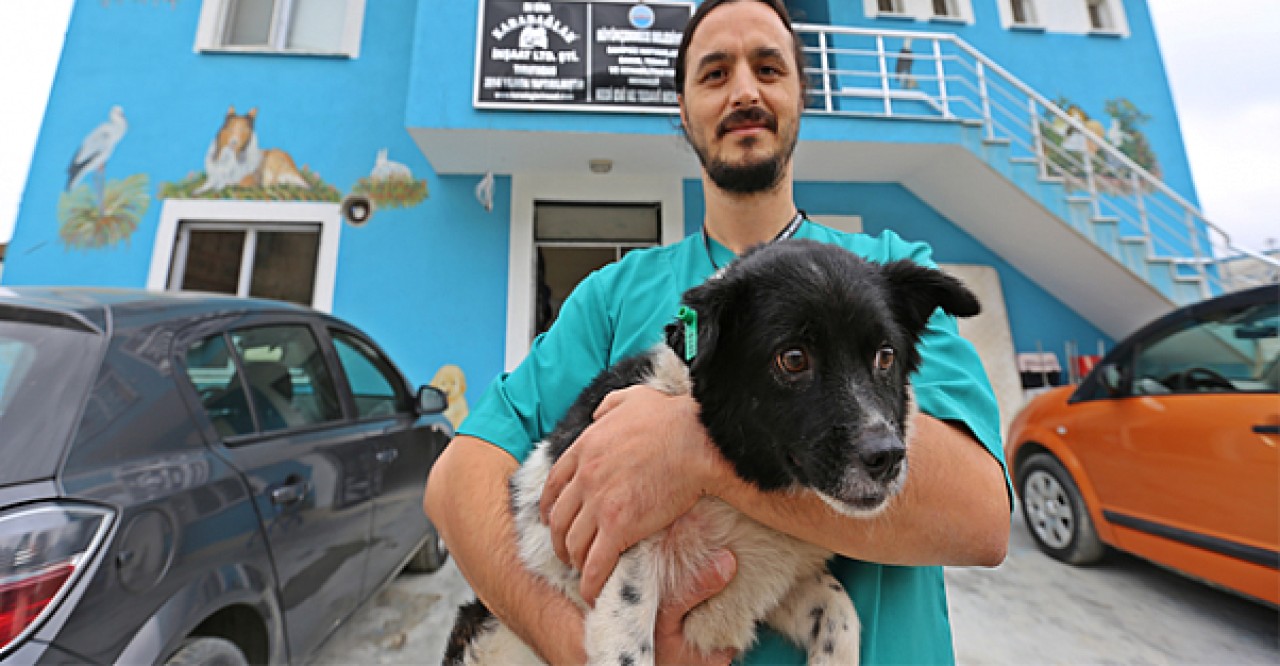 Yazlıkçılar gitti, köpekleri sokaklarda