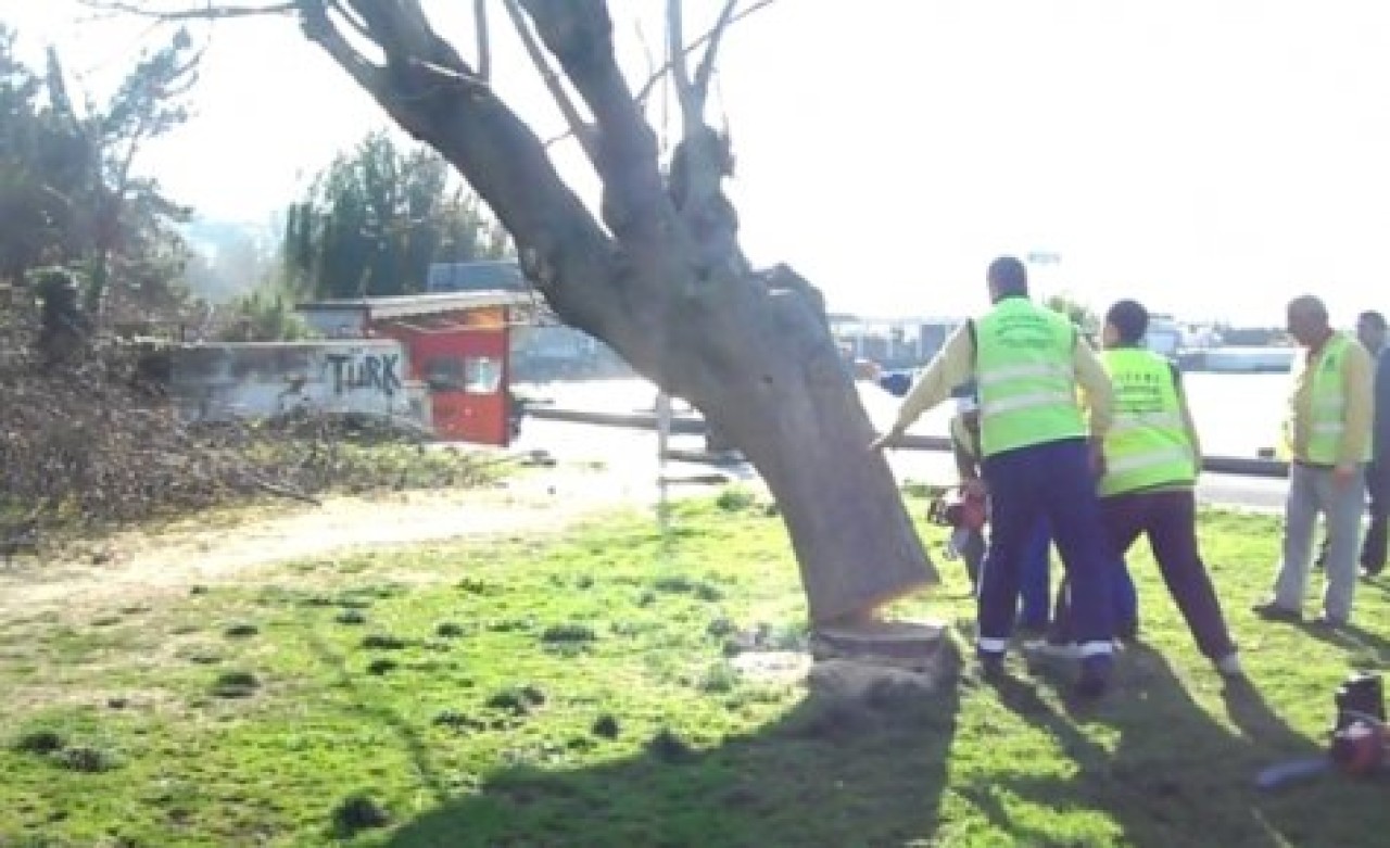 Silivri Sahilinde Ağaç Katliamı