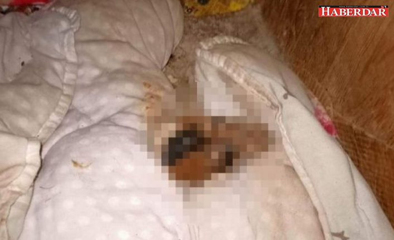 Esenyurt’ta vahşet: Caniler yavru köpeğin başını koparıp, ön ve arka patilerini kesti!