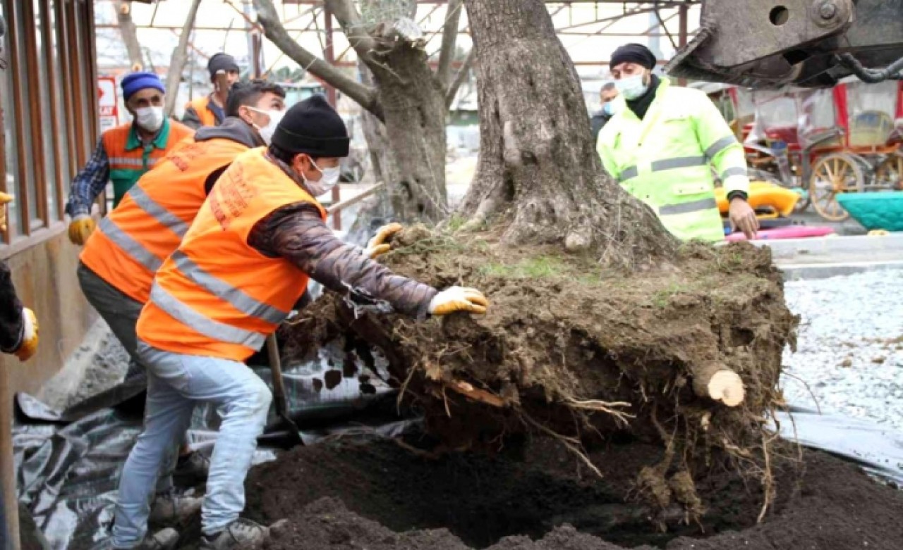 Esenyurtta asırlık zeytin ağaçlarını kesilmekten kurtarıldı