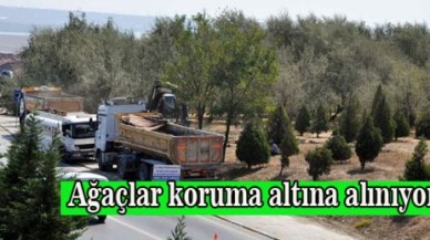 Ağaçlar koruma altına alınıyor