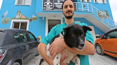 Yazlıkçılar gitti, köpekleri sokaklarda