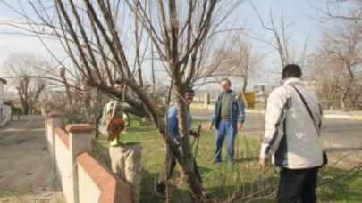 Ağaçlar budanıyor