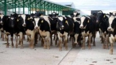 ABD'den ithal bin 300 Holstein Konya'ya getirildi