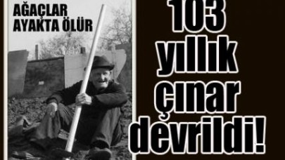 Çatalca'nın 103 yıllık çınarı devrildi!