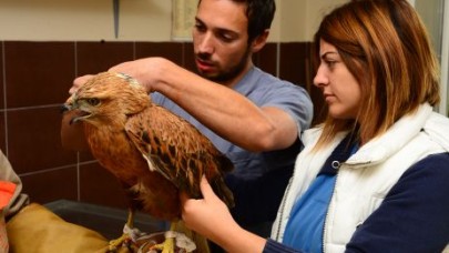 Yaralı şahine belediye sahip çıktı