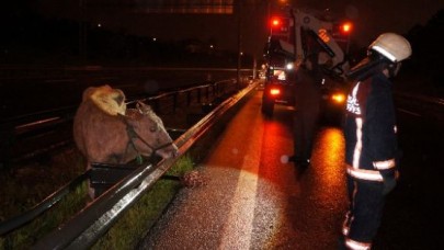 Mahsur Kalan İnek İtfaiye Tarafından Kurtarıldı