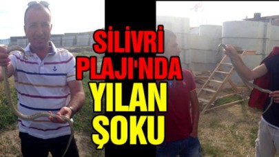 Silivri'de yılan yakaladılar...