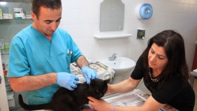 Kedi ve köpekler aşılanıyor