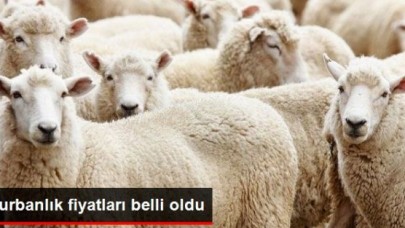 Vekaletle Kesilecek Kurbanlık Fiyatları Belli Oldu