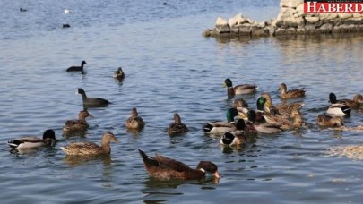 Büyükçekmece Dalyan’da yaşam yeniden renklendi