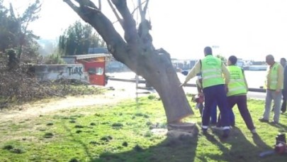 Silivri Sahilinde Ağaç Katliamı