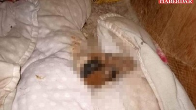 Esenyurt’ta vahşet: Caniler yavru köpeğin başını koparıp, ön ve arka patilerini kesti!