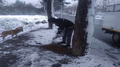 Avcılar Belediyesi sokak hayvanlarını unutmadı