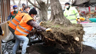 Esenyurtta asırlık zeytin ağaçlarını kesilmekten kurtarıldı