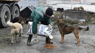 Belediyeden mama çağrısı