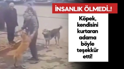 Köpekten, kendisini dereden kurtaran adama sevgi gösterisi